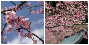 長湯温泉の桜