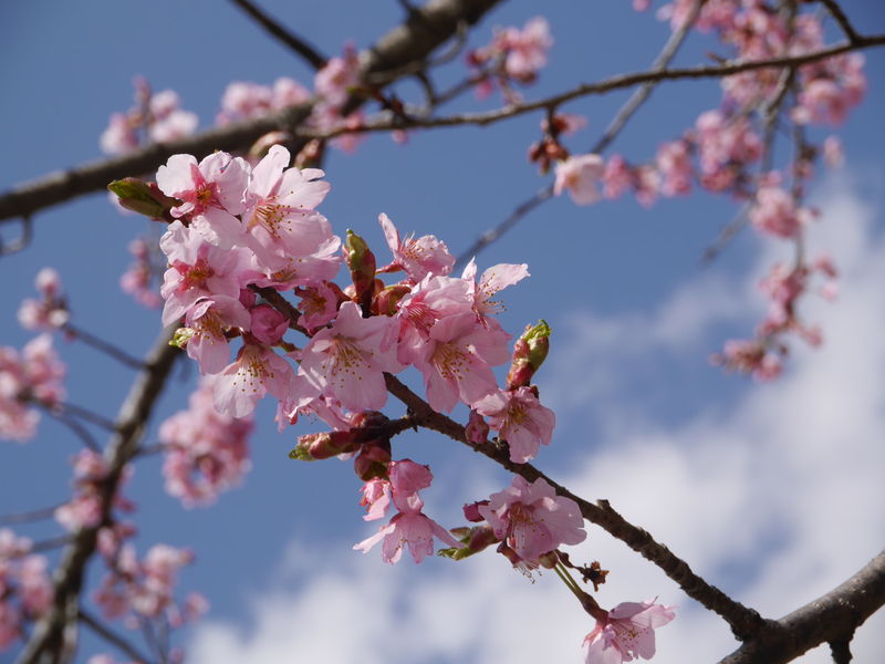 桜