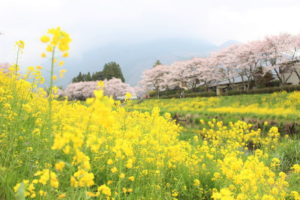 菜の花と桜