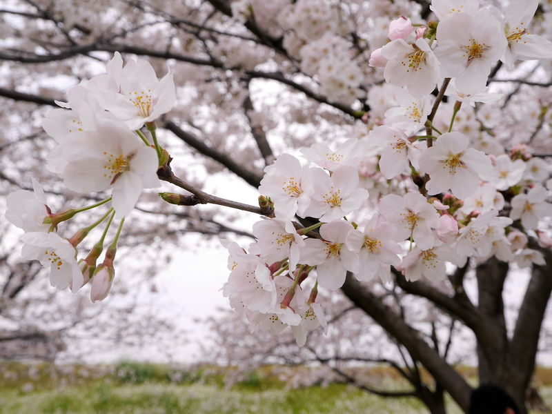 大分の桜