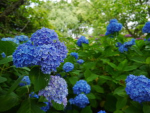 大分の紫陽花