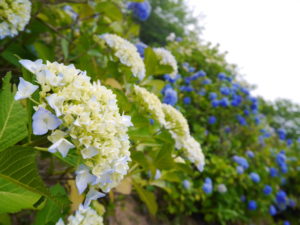 大分の紫陽花