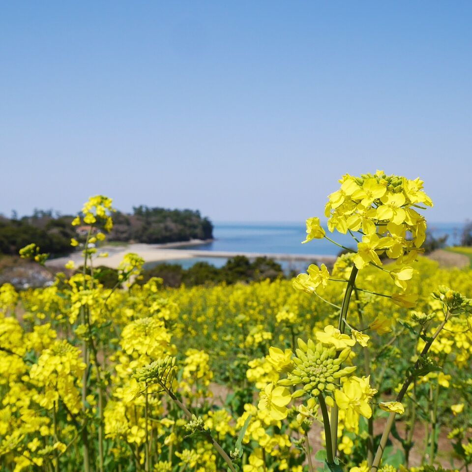 菜の花と海