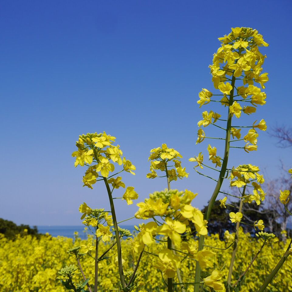 菜の花