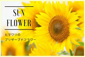 ヒマワリ　プリザーブドフラワー