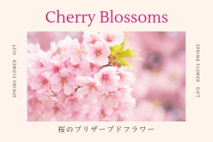 桜のプリザーブドフラワー