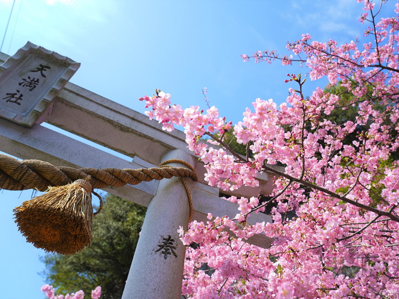 河津桜