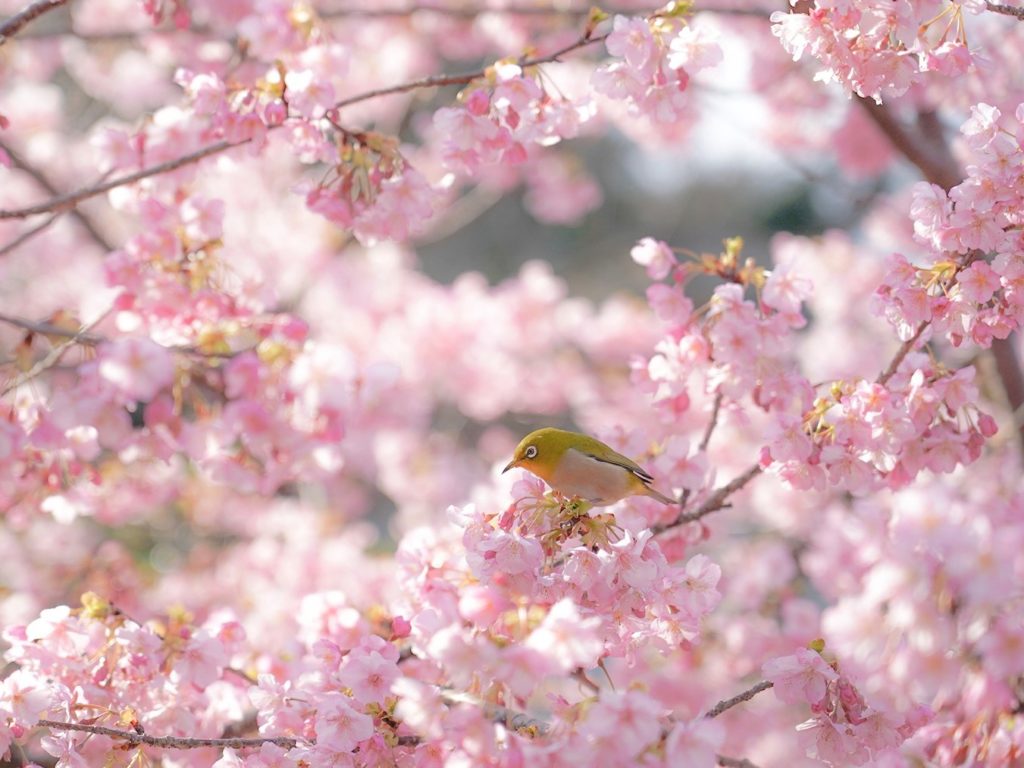 河津桜