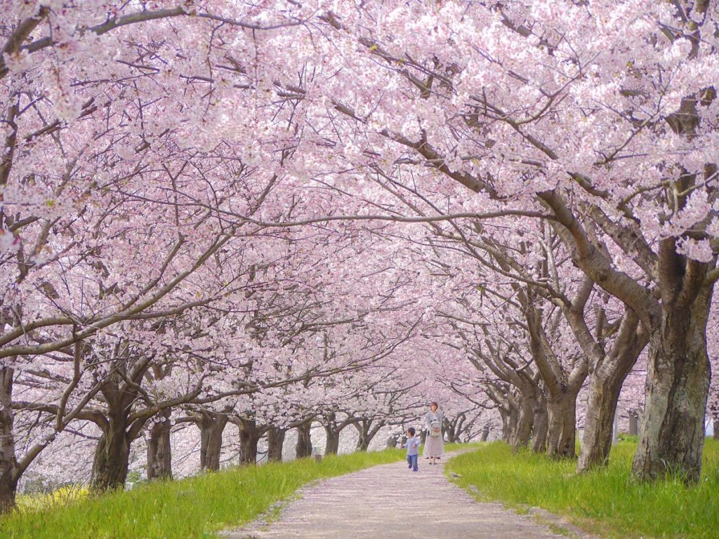 桜