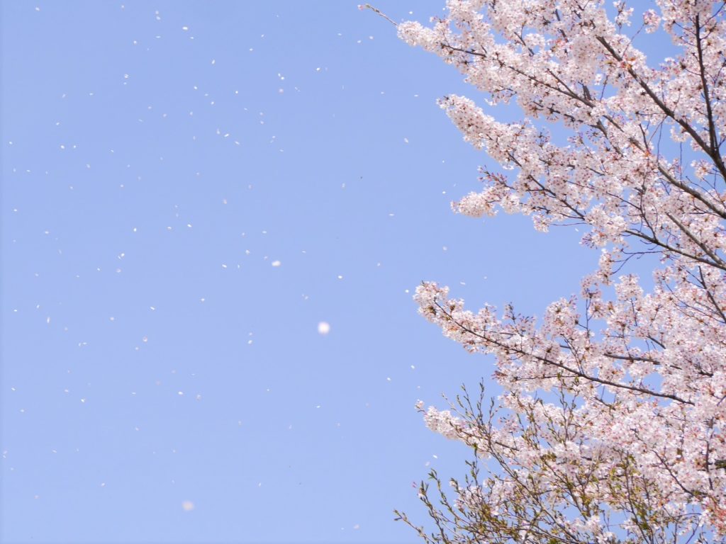 桜