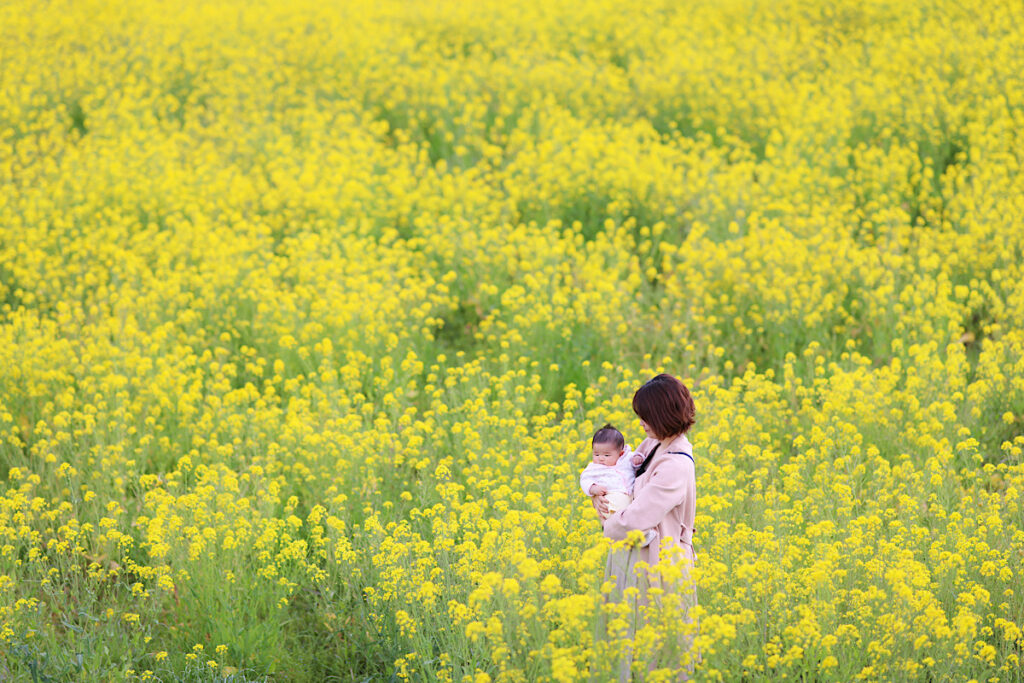 菜の花畑