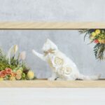 猫タッチ
