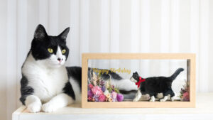 プリザーブドフラワーの猫