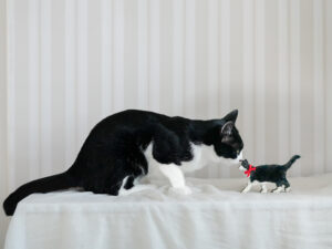 猫のプリザーブドフラワー