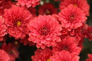 dahlia