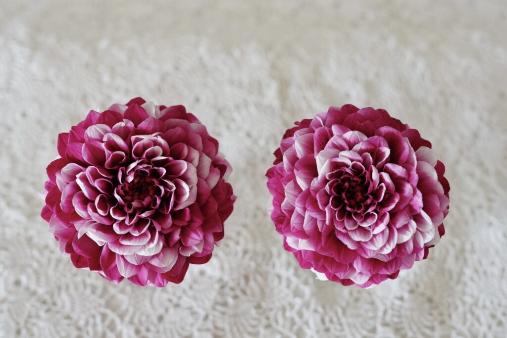 dahlia-preserved-flower