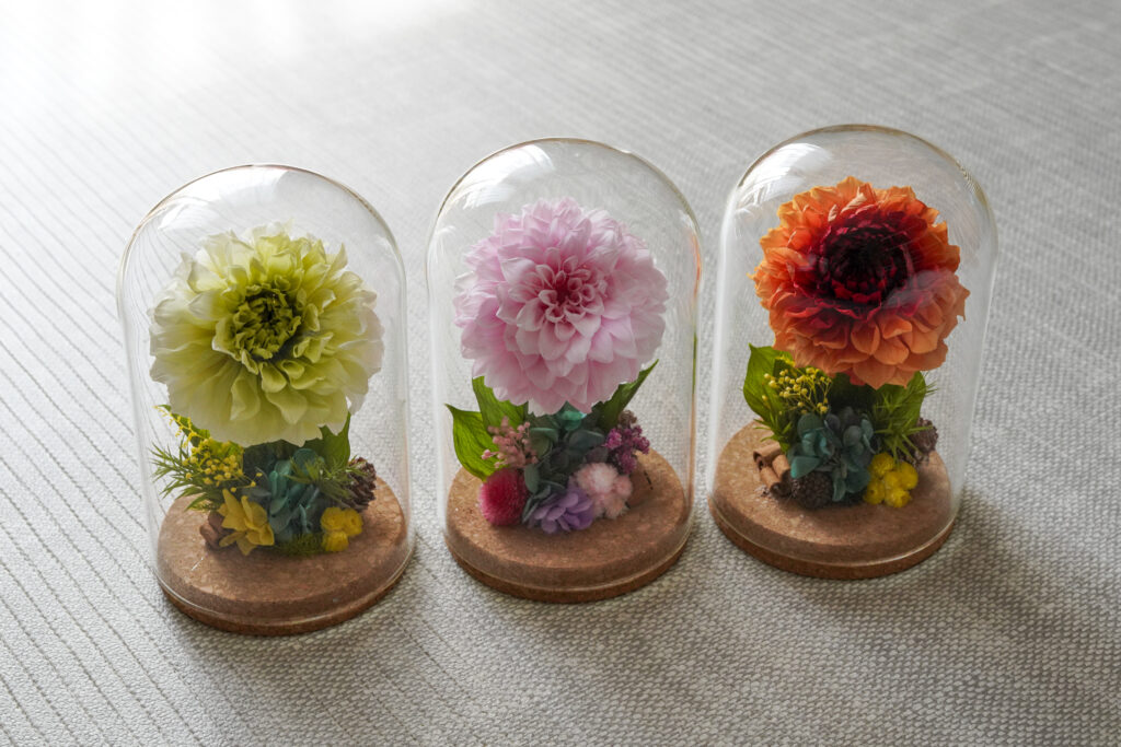 dahlia-preserved-flower
