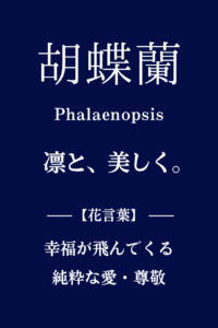 胡蝶蘭のプリザーブドフラワー