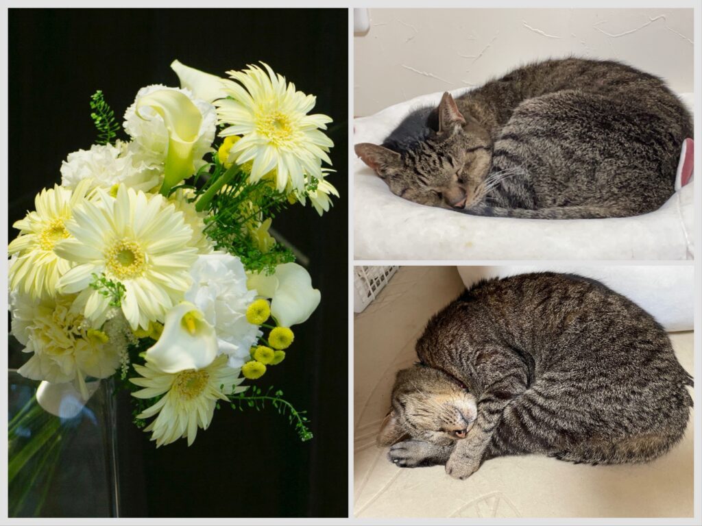 猫のプリザーブドフラワーオーダー