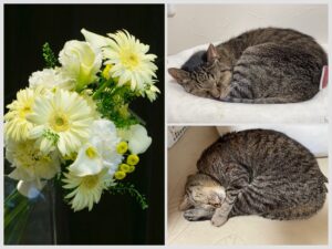 猫のプリザーブドフラワーオーダー