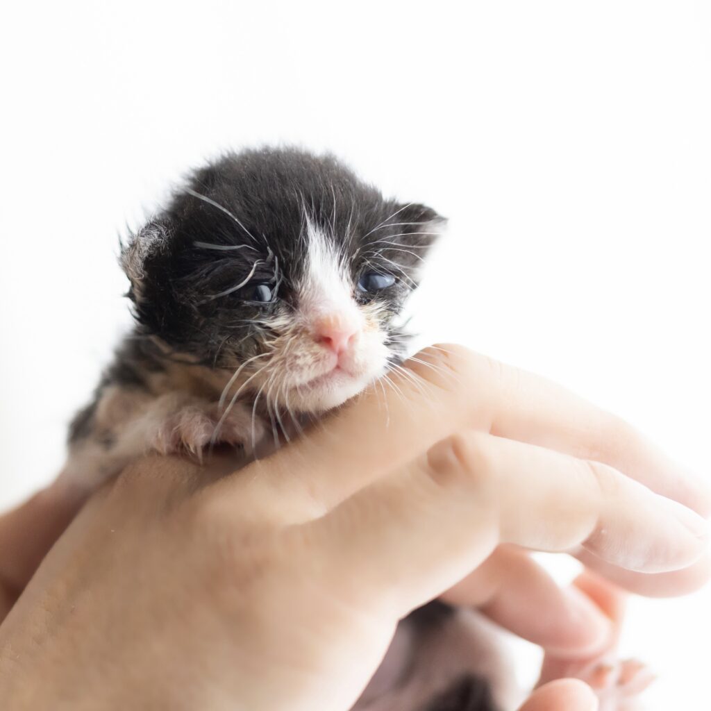 保護猫